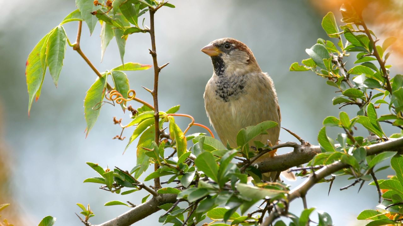 Get It Growing: How to attract wildlife into your yard